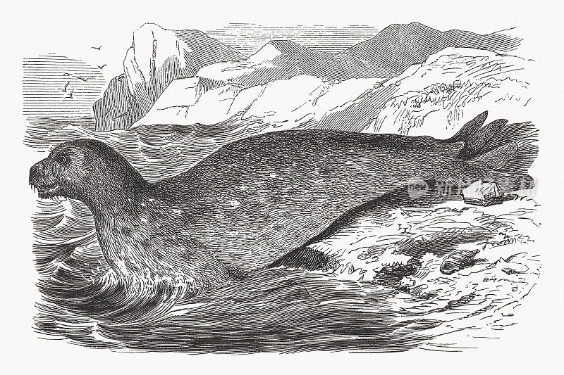 豹海豹(Hydrurga leptonyx)，木刻版，约1880年出版